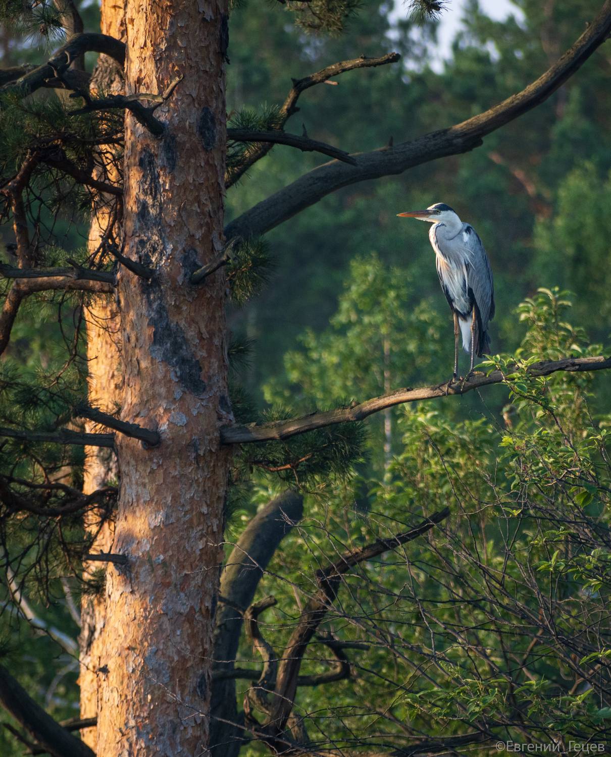 птицы, цапля, россия, Евгений Гецев