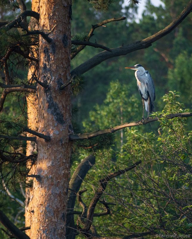 птицы, цапля, россия Притворюсь я птицей певчею фото превью