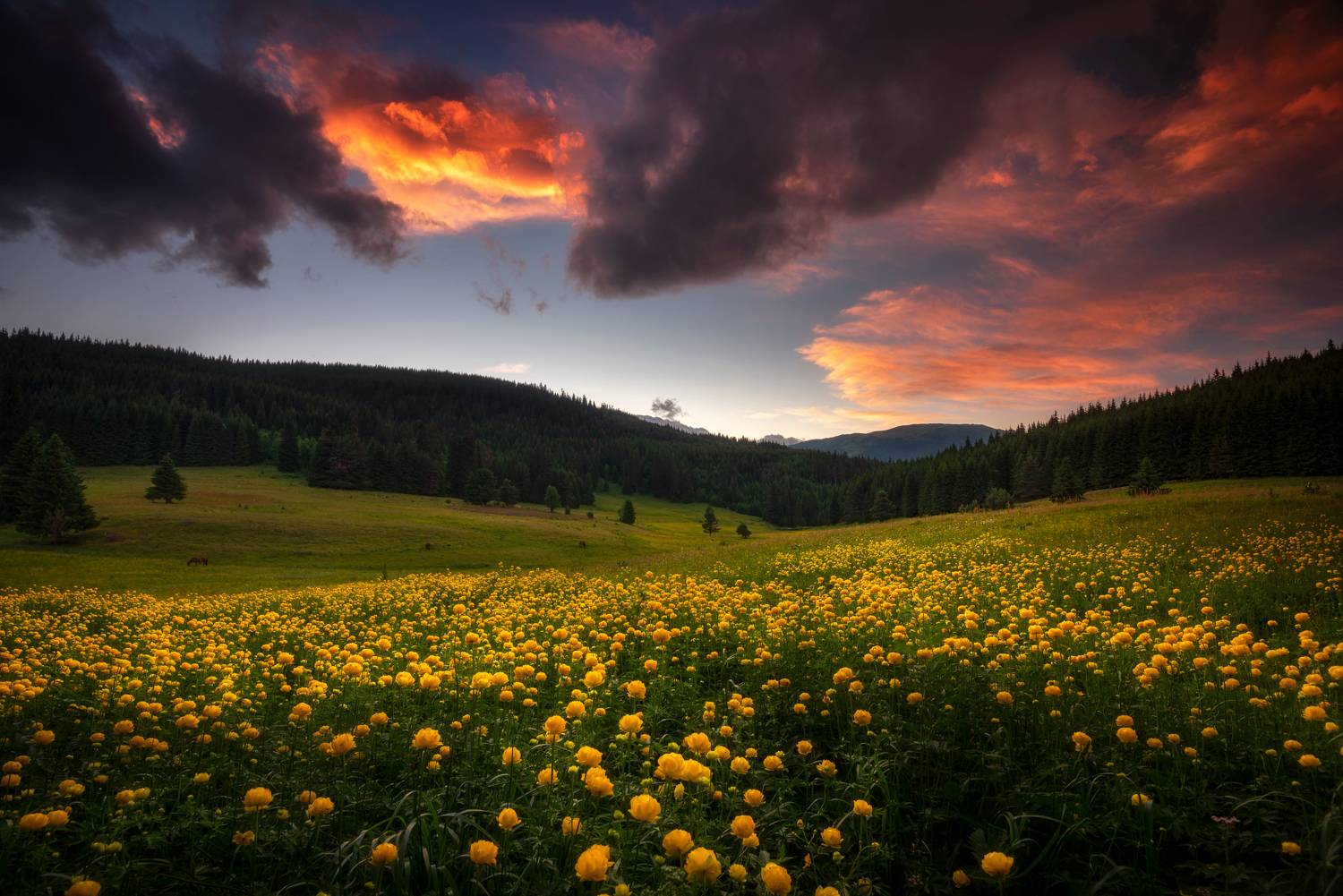 , Mariyana Atanasova - Lucero