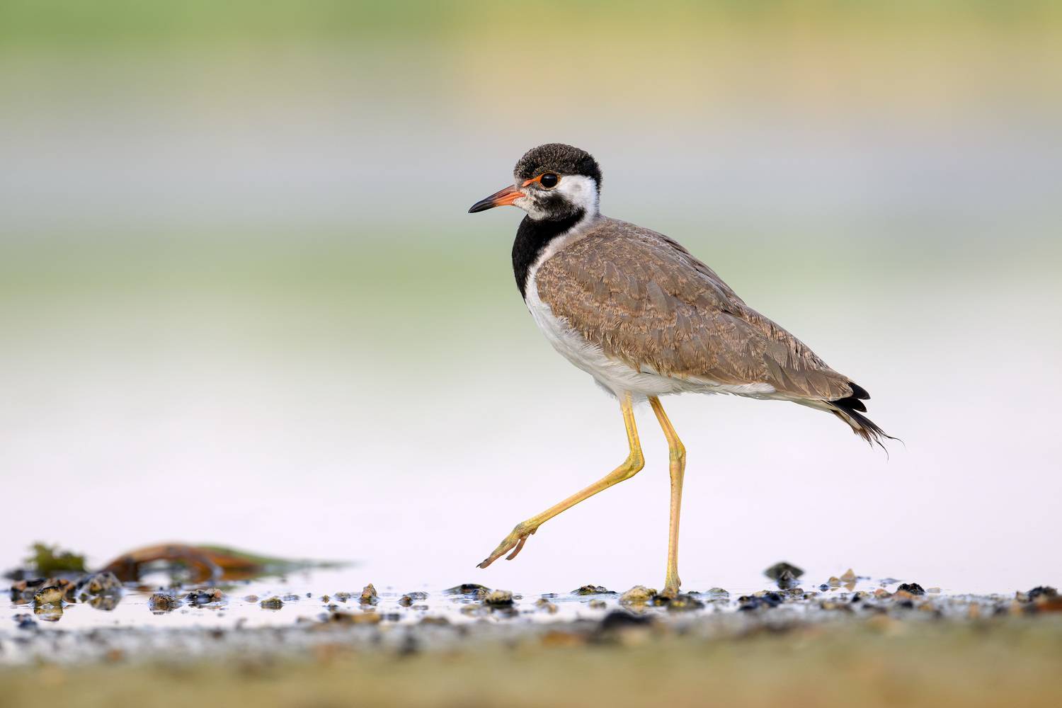 птица, фотоохота, чибис, природа, фауна, Kulikov Vladimir