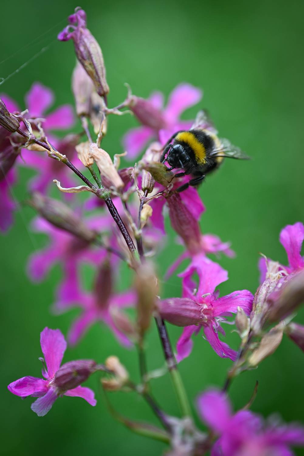 , Калёв Сергей