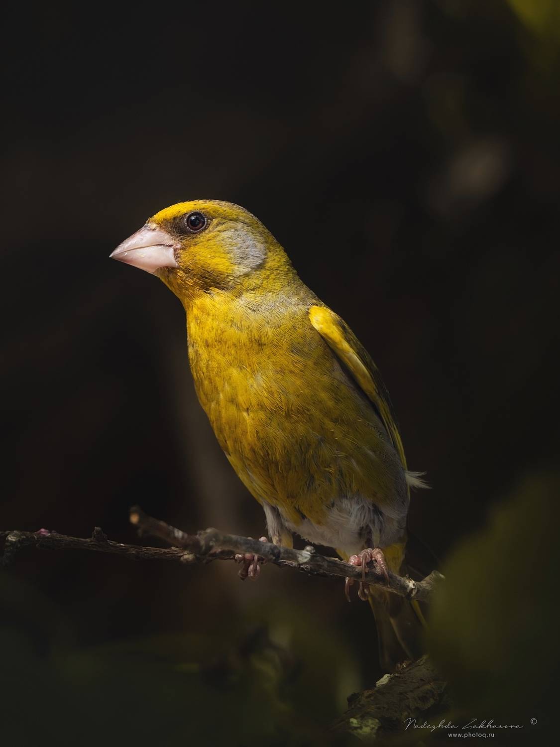 , Захарова Надежда