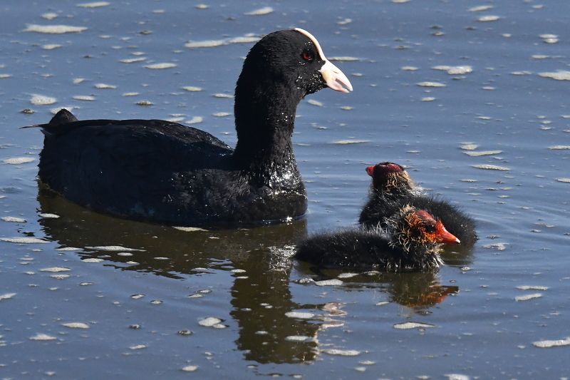 Fulica atra.. фото превью