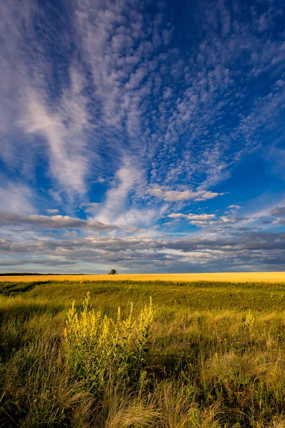 поле, степь, полевые цветы, горизонт, лето, небо, Подосинников Максим