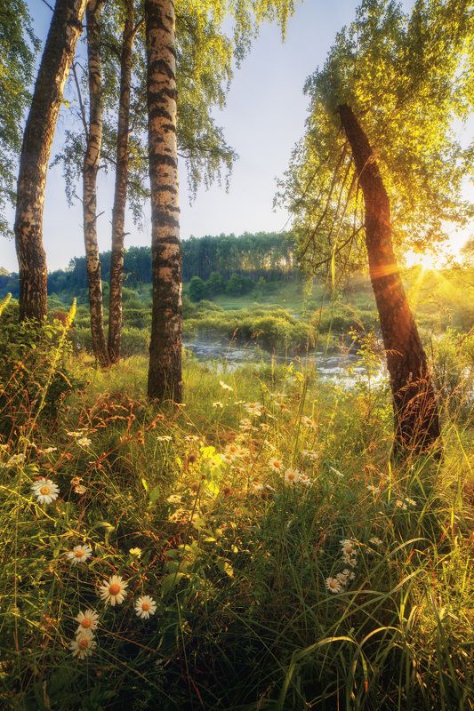 утро, рассвет, березы, лучи, цветы Первые лучи фото превью