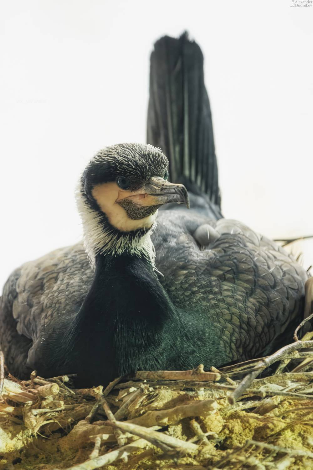 животные, птицы, баклан, портрет животного, animals, birds, animal portrait, aves,cormorant, suliformes, Дудников Александр