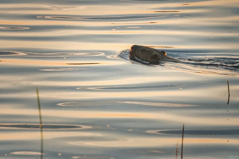 животные, природа, фотоохота, грызуны, портрет животного, млекопитающие, дикая природа, самарская область,marmot, animals, animal portrait, mammals, wildlife Маленький купальщик фото превью