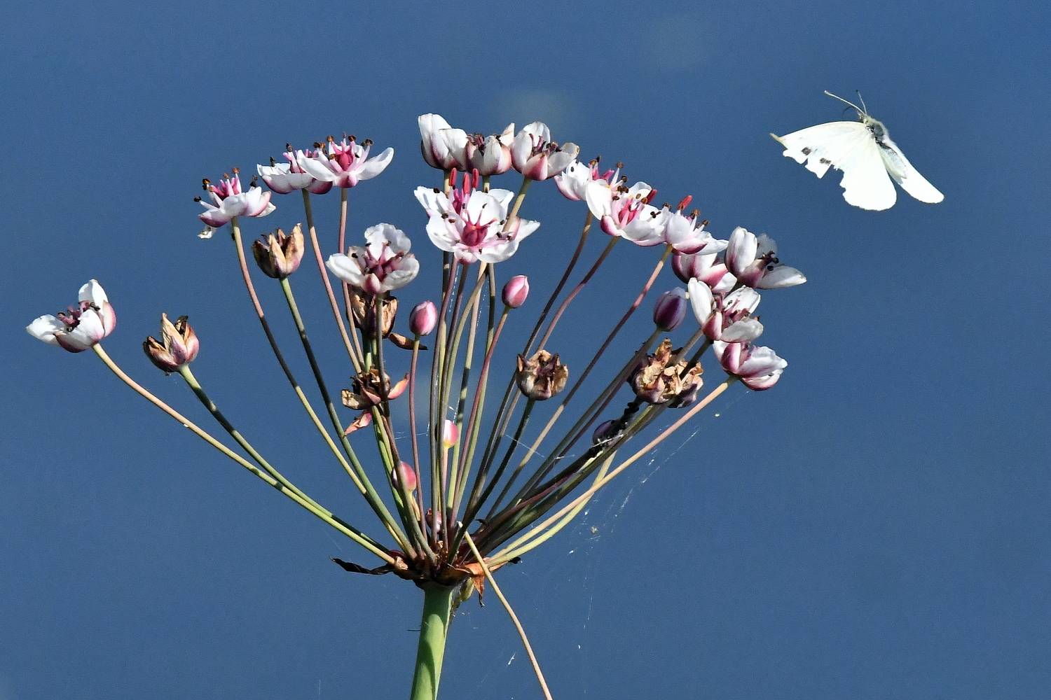 , Игорь Корнейчук