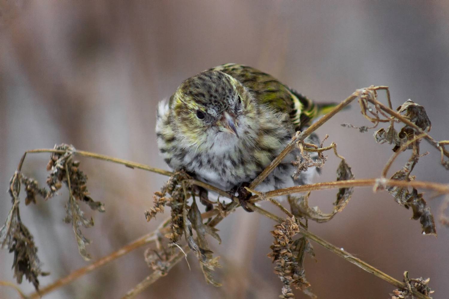 чиж, Александр Канцур