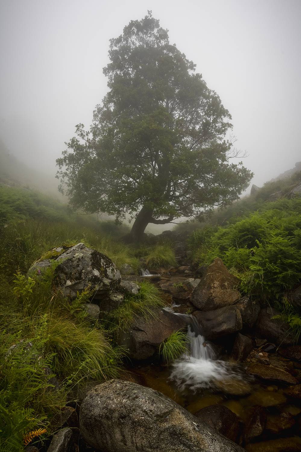 photo, photography, picture, land, landscape, nature, spring, river, color, mood , colorful, green, river, flow, flowing, forest, mountains, jimenez millan samuel