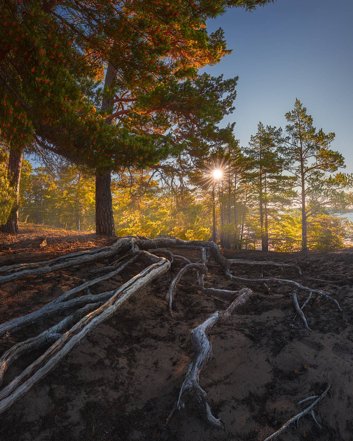 корни, сосна, закат, пейзаж, Andrey Ovdienko