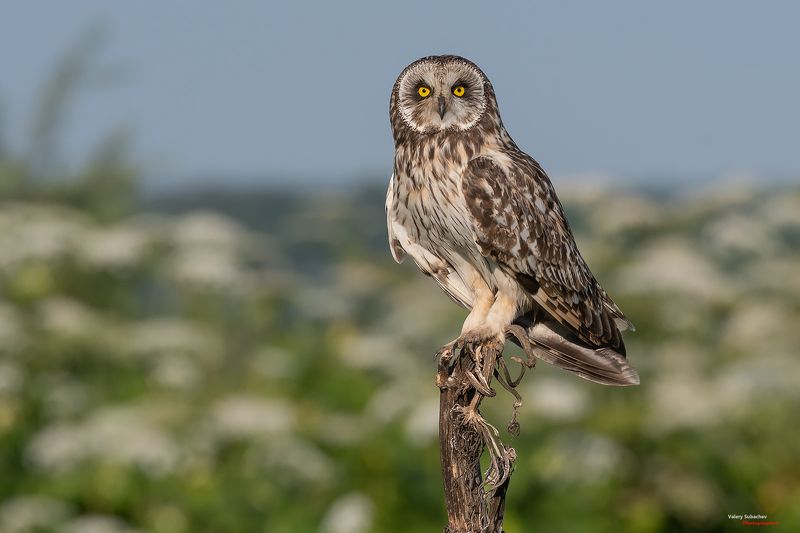 Болотная сова фото превью