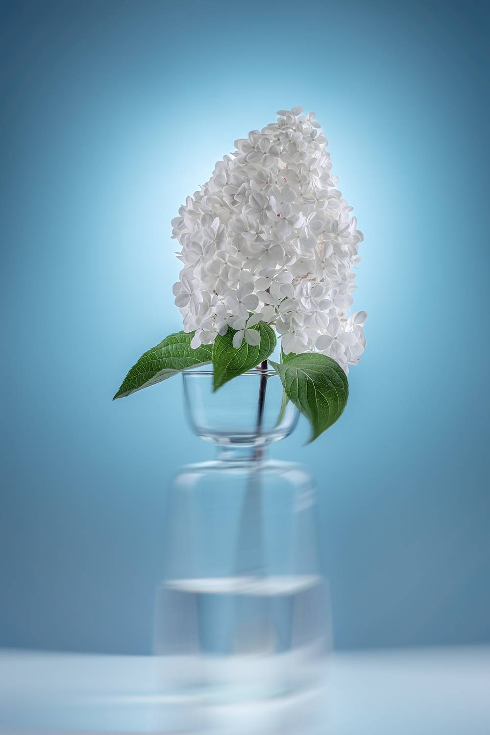 гортензия, цветок, Ольга Яр