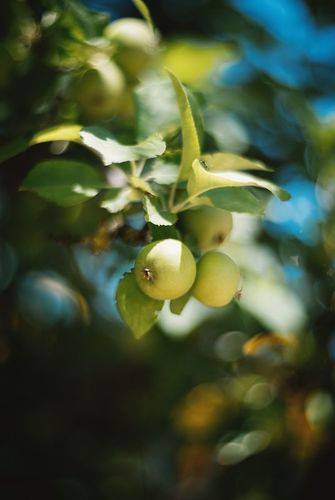 Июньские яблоки.