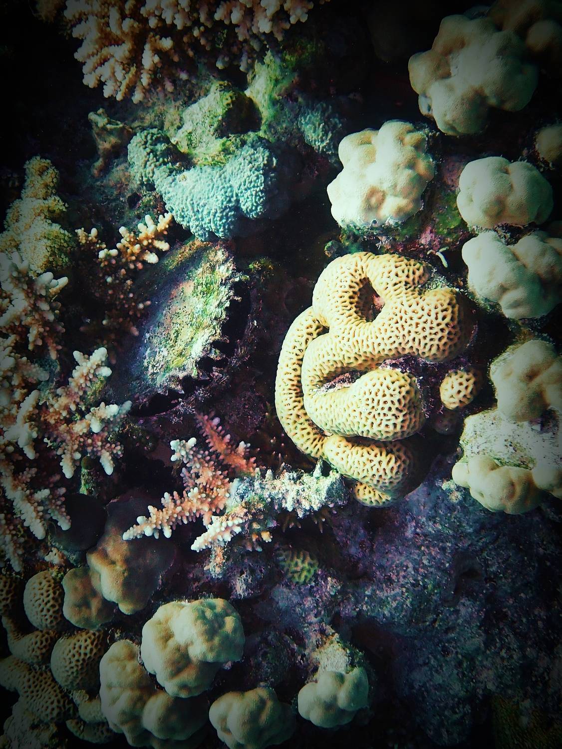 , Кирилл Леднев