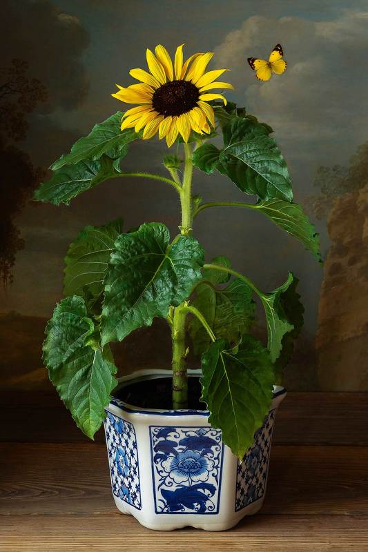 sunflower, still life photography Sunflower фото превью