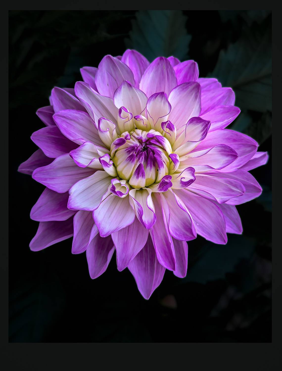 dahlia, Kavaliauskas Eugenijus