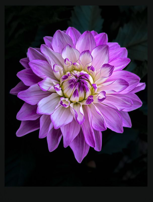 dahlia Георгин фото превью