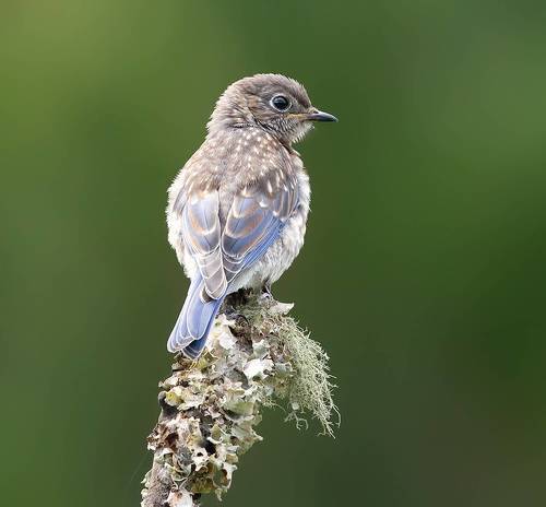 juvenile. Bluebird. Восточная сиалия.