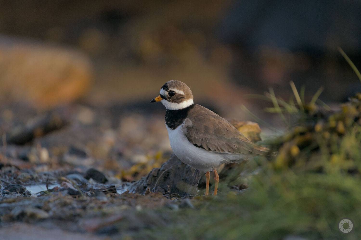 *, Алексей Акрал