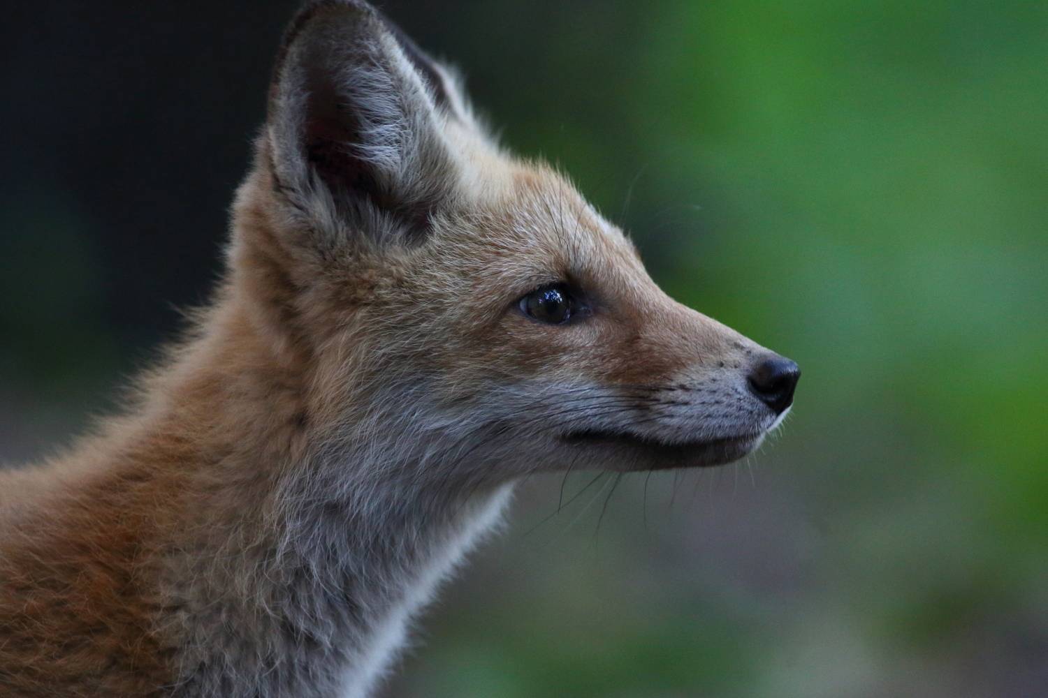 природа, животные, звери, лисица, млекопитающие, лес, анималистика, Владимир Шебаршенко