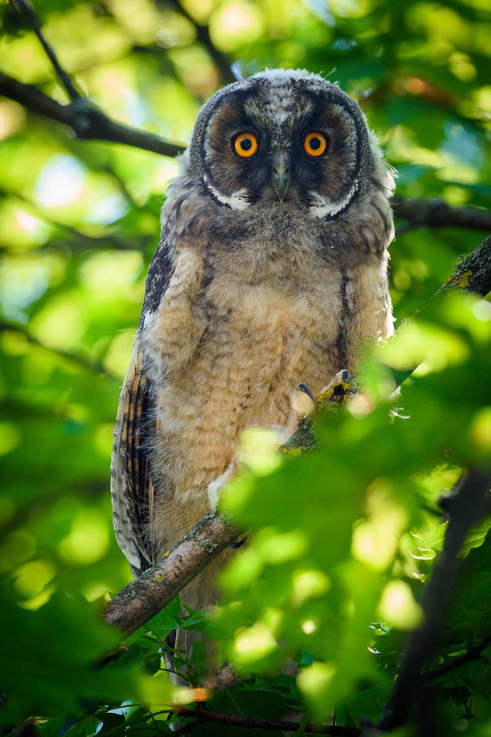 #сова, Александр Добыш