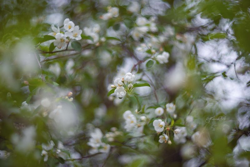Яблоневый цвет фото превью