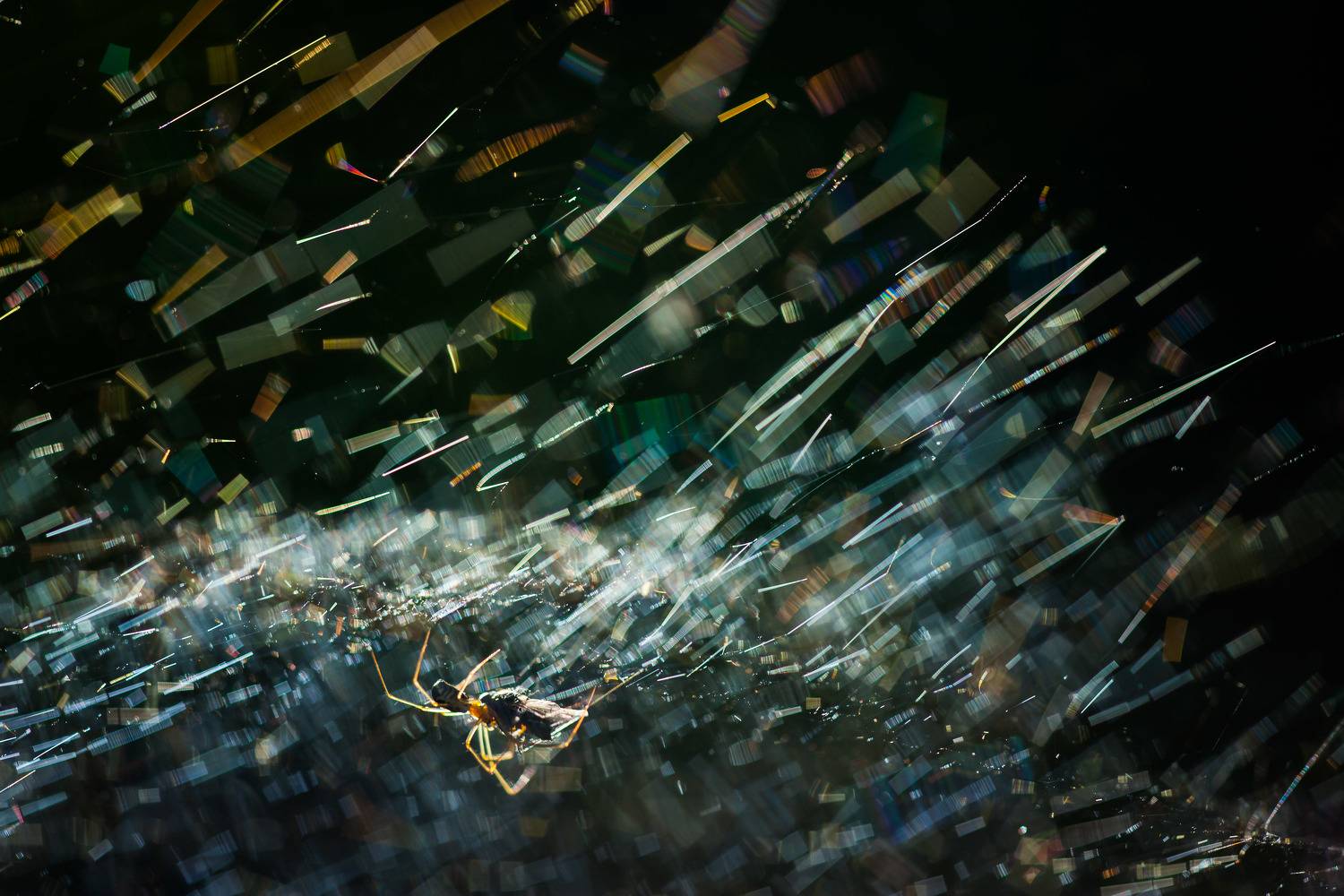 , Викулов Николай