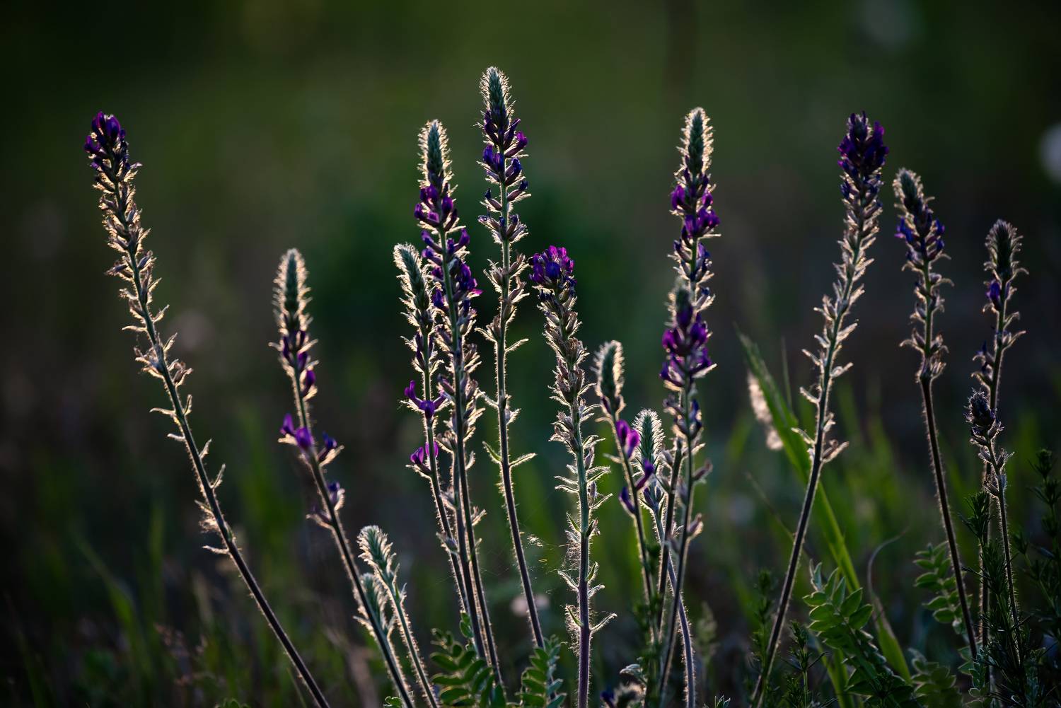 , Рагинская Ольга