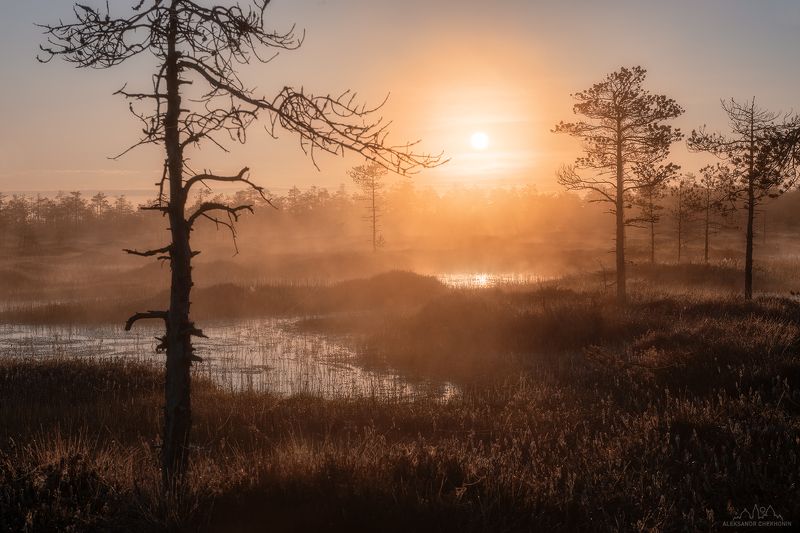 Золотой час на болоте фото превью