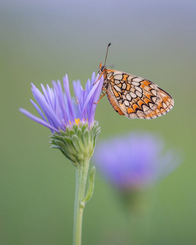 Утренние этюды с голубянкой фото превью