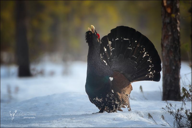 * * * фото превью