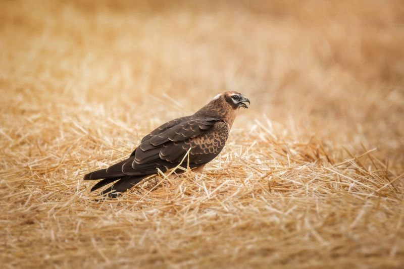 Луговой лунь фото превью