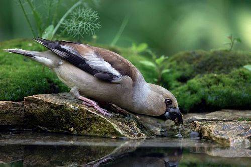 На водопое...