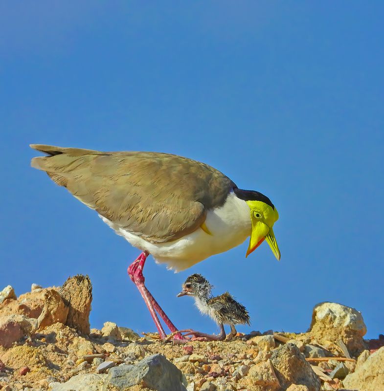 Unconditional Love -Yellow masked Lapwing фото превью