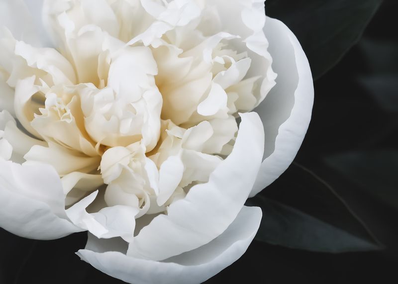 пион, белый, цветок, peony, white  фото превью