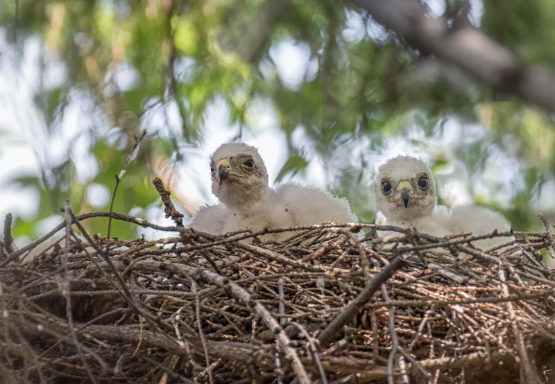 птица, хищник, ястреб перепелятник, гнездо, Малыши растут.. фото превью