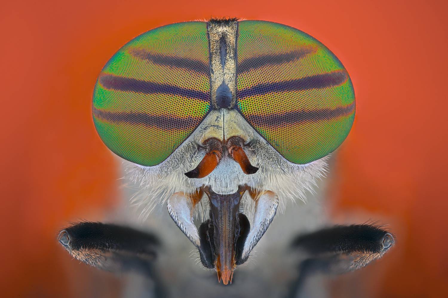 ceclii, macro, Цветан Ганев