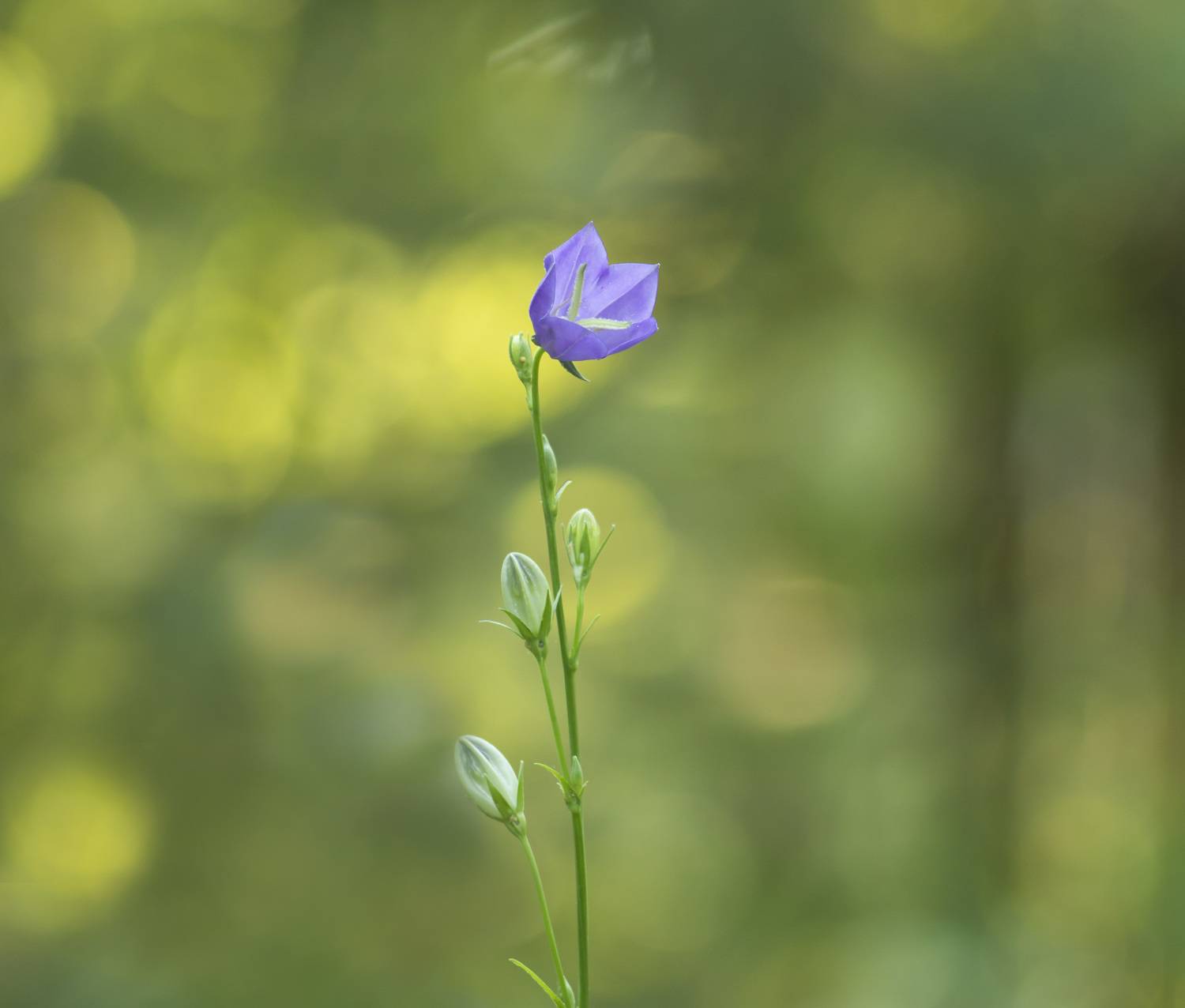 , Ольга Бонина