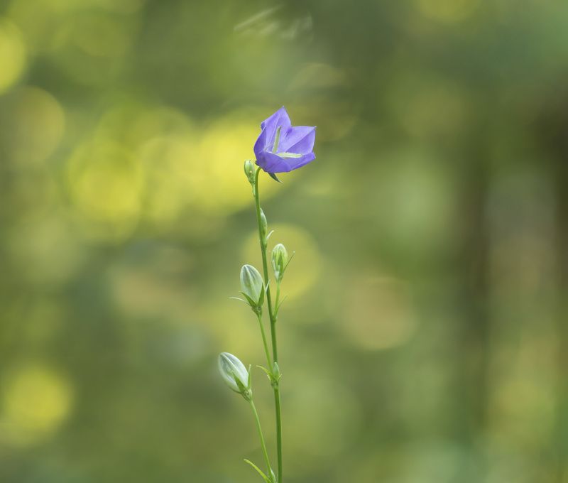 Колокольчик фото превью