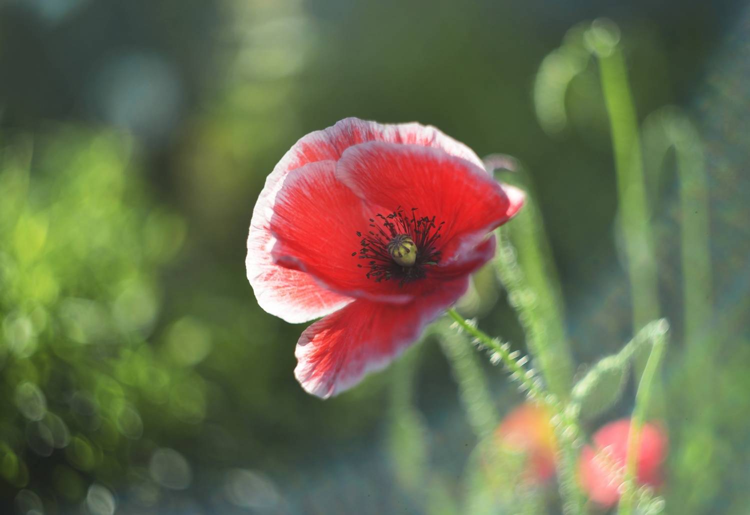 , Лапшина Владлена