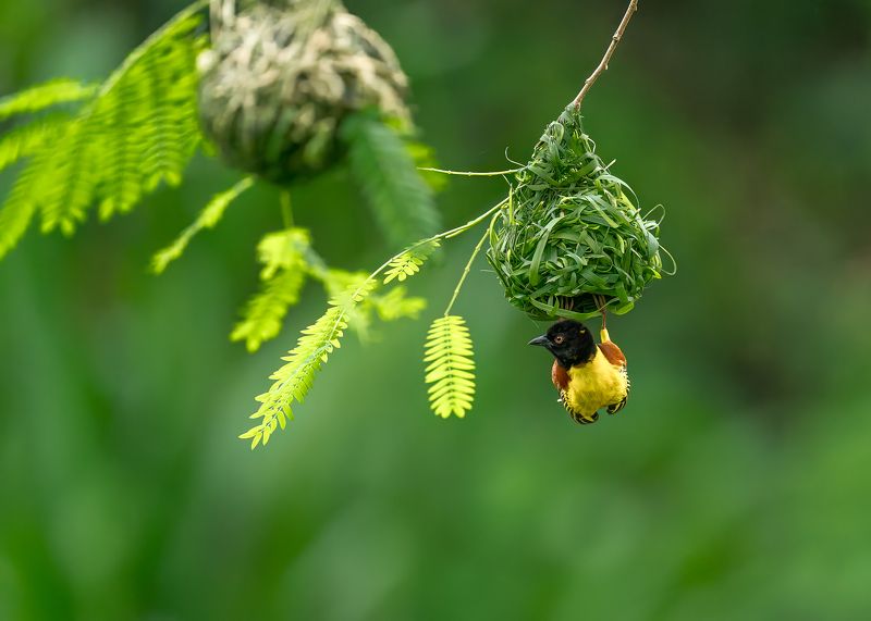 Golden Backed Weaver фото превью