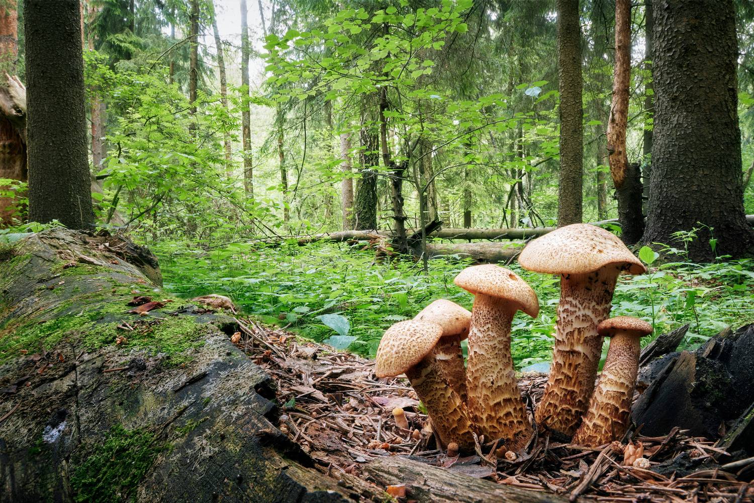 лес, грибы, Валерий Вождаев