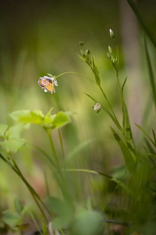 бабочка, лето, урал, природа За нектаром фото превью