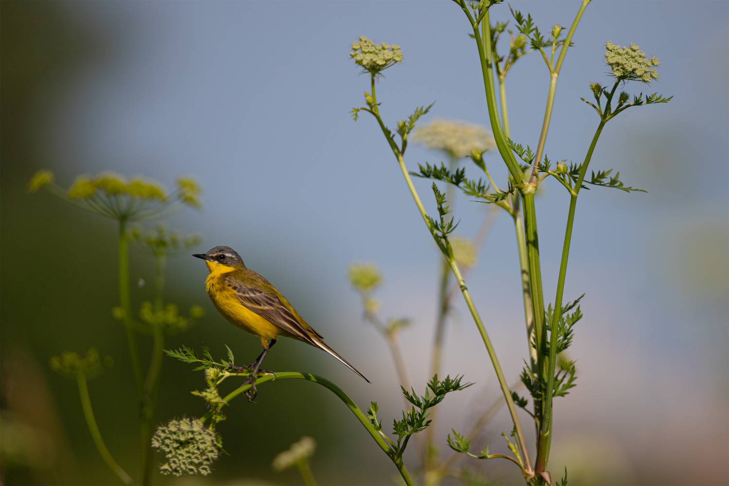 , Чудинин Дмитрий
