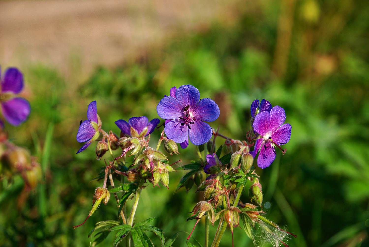 , Владимир Гамаюнов
