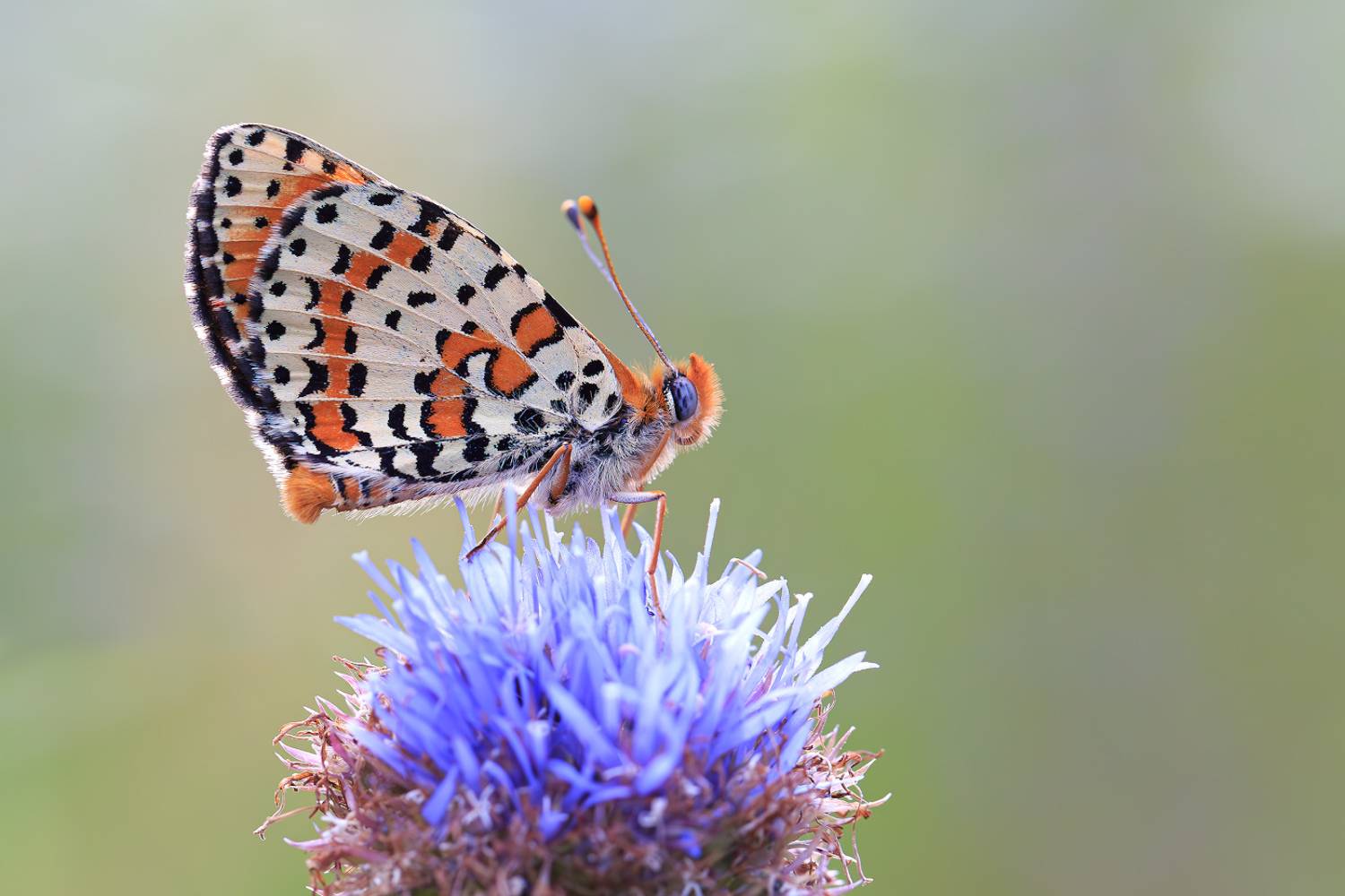 насекомые, бабочка, нимфалида, шашечница, красная, лето, июнь, Борис Новиков