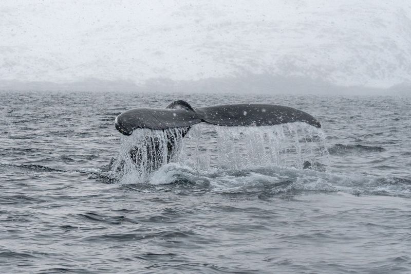 Взмах хвоста фото превью