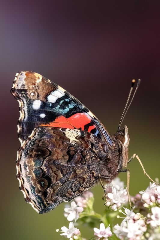 Vanesse фото превью