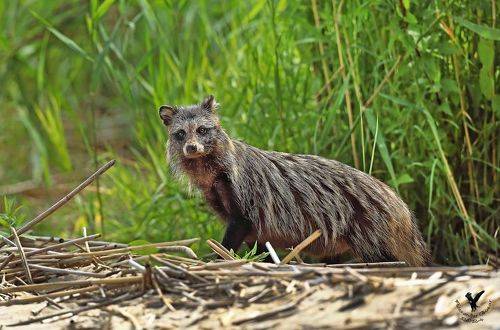 Енотовидная собака.